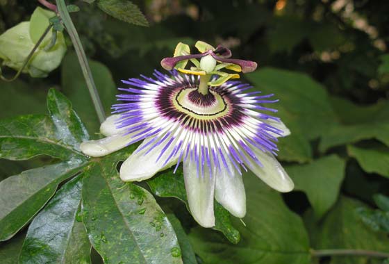 Maracujá-roxo – Essa é a mais conhecida e produz belas flores, com mistura de cores e frutos em grande parte do ano. Tem melhor crescimento com a exposição ao sol