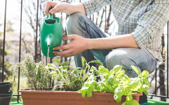 Água de chuva pode ser utilizada para regar plantas, lavar calçada, quintal e até em vaso sanitário (Foto: Shutterstock)