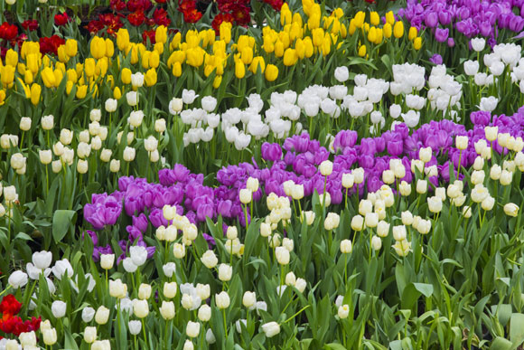 Espécies como tulipas devem ser cultivadas em jardins com pouca incidência de sol 