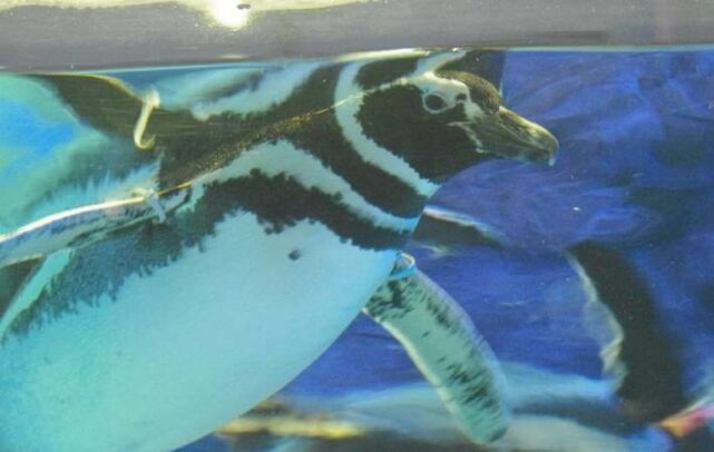 imagem de um pinguim do aquário de santos
