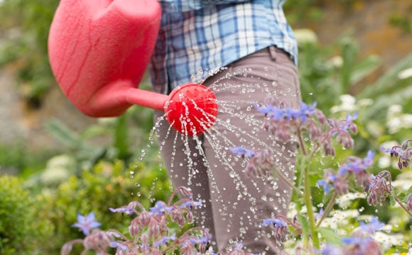 Dê preferência ao regador na hora de molhar suas plantas (Fotos: ThinkStock)