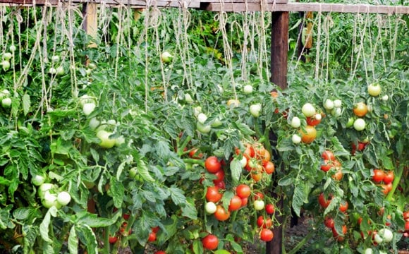 O chorume pode ser utilizado para regar as plantas, sem o uso de agrotóxicos (Fotos: Shutterstock)