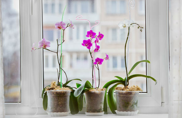 Decore sua casa com orquídeas e deixe os ambientes mais charmosos — Blog do  Zap