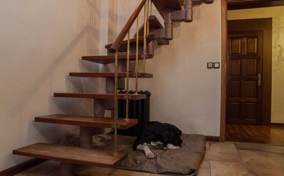 Escadas podem se tornar o lar de um cão ou gato (Foto: Shutterstock)