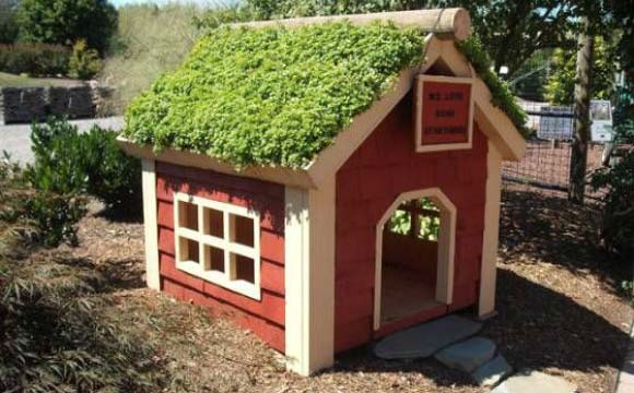 Para quem tem quintal, uma opção é a casinha com telhado verde, bom também para o meio ambiente (Foto: Pinterest)