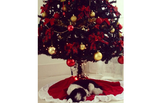 Anitta também postou a foto de sua árvore com bastante cor vermelha. Abaixo, seu pet