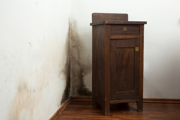 Bolor se instala geralmente em paredes com móveis encostados (Foto: Shutterstock)