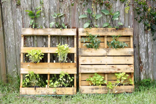 O pallet é uma das principais tendências para a montagem de um jardim vertical (Foto: Shutterstock)