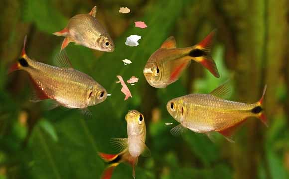 peixe de estimação: cuidados com a alimentação no aquário