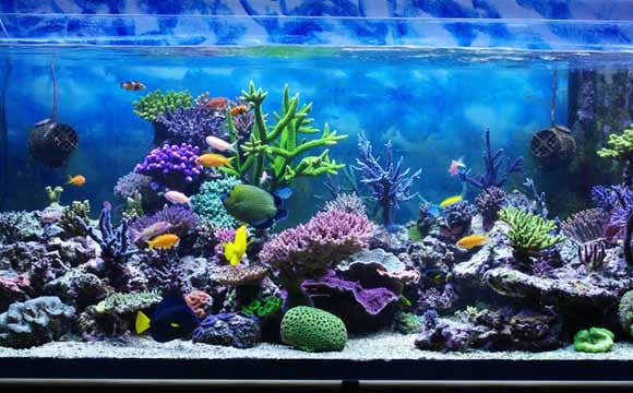 peixe de estimação: confira os cuidados necessários com o aquário
