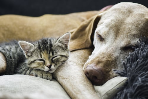 Cachorro e gato dormindo junto