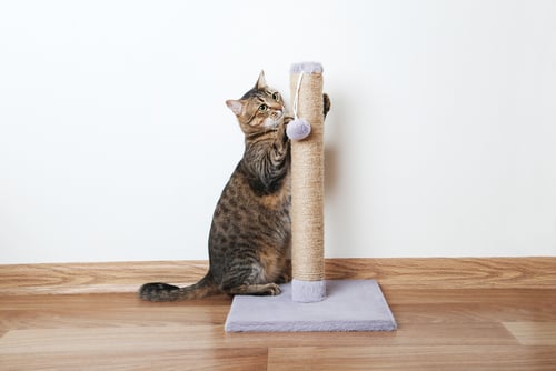 Gato brincando com arranhador, um produto essencial para pet