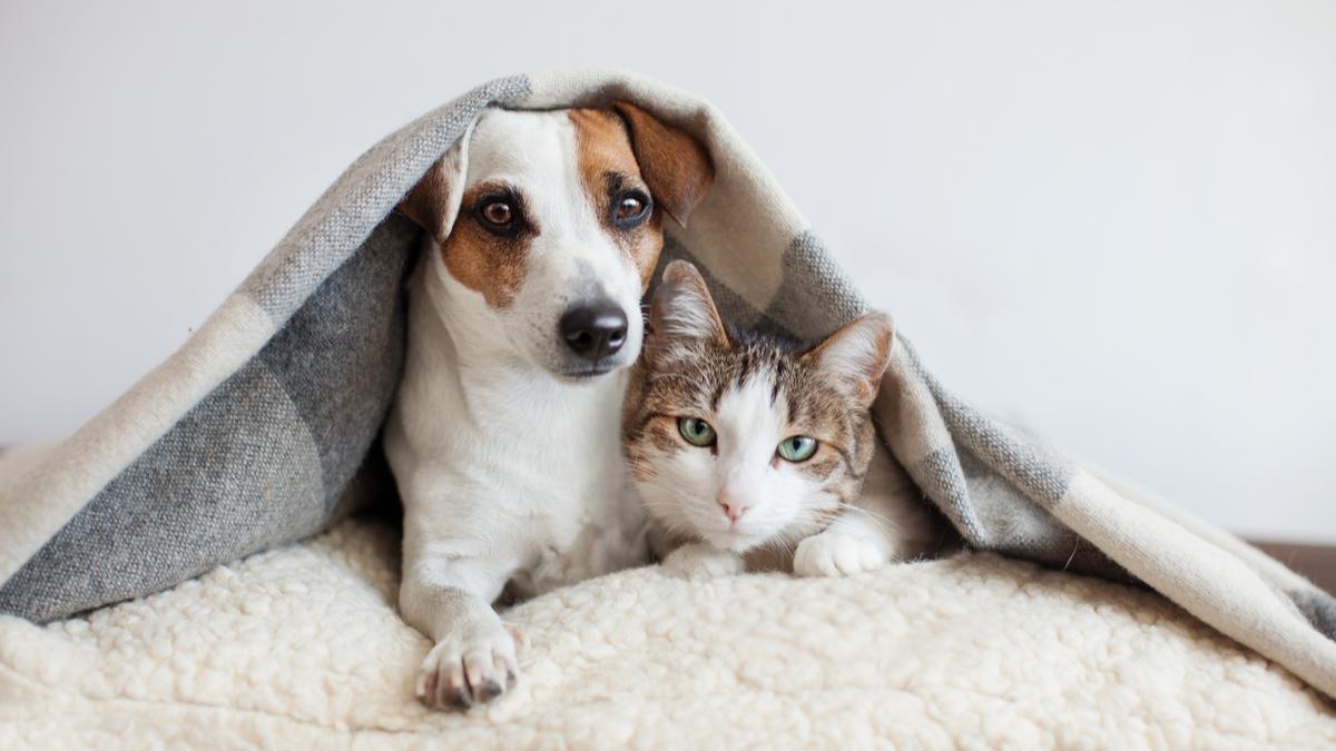 Cães e gatos no inverno: como cuidar dos bichinhos
