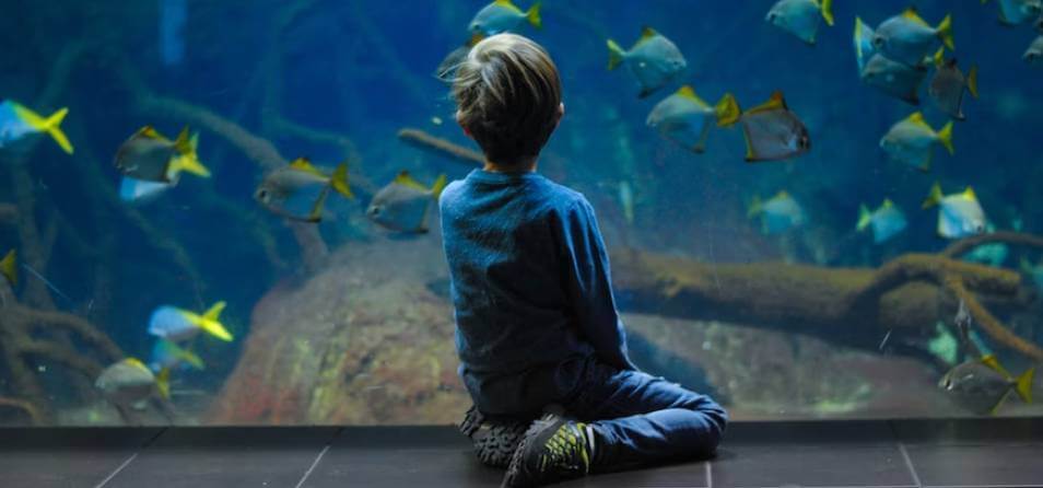 imagem de criança observando os peixes no aquário de santos