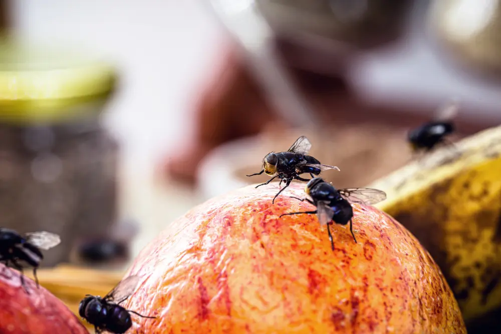 Imagem mostra moscas pousadas sobre fruta madura em ambiente doméstico sugerindo dicas de como espantar moscas e evitar contaminação de alimentos na cozinha do dia.