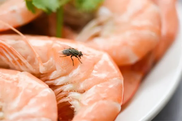 Imagem mostra mosca pousada sobre camarões em prato, ilustrando risco de contaminação alimentar e reforçando dicas de como espantar moscas na cozinha e proteger alimentos preparados.