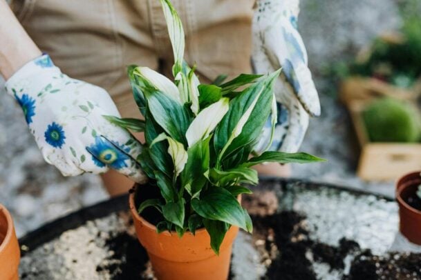 lírio da paz como cuidar para florir