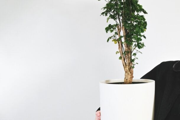 como cuidar da planta árvore da felicidade