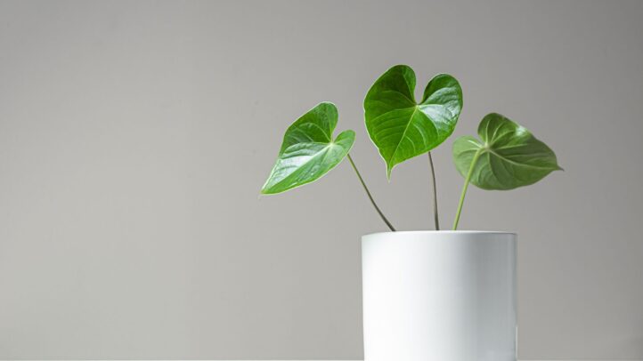 Erros na decoração minimalista. Decoração minimalista.