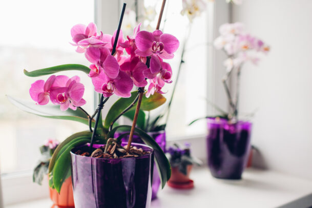 Orquídea, planta para dentro de casa