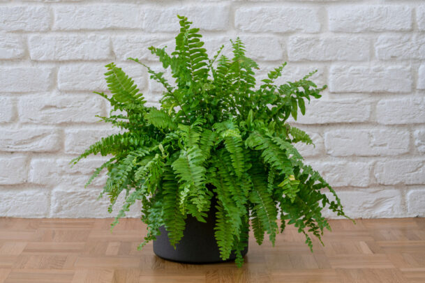 Samambaia, planta para dentro de casa