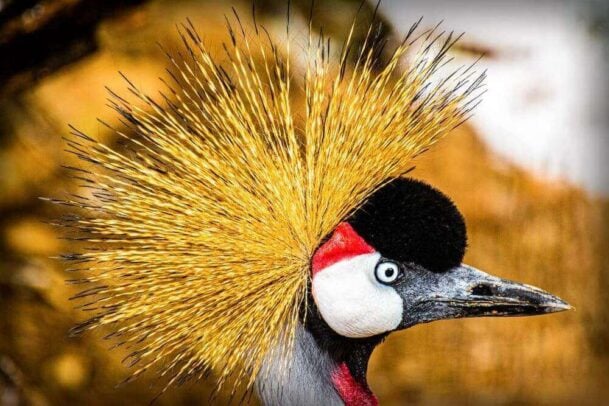 Foco na cabeça da ave da espécie Grau Corado, presente no Zoológico Municipal Quinzinho de Barros, local ideal para quem busca o que fazer em Sorocaba com crianças