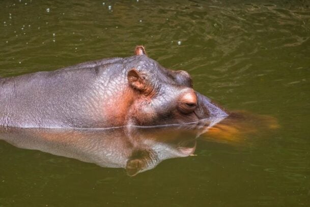 Hipopótamo nadando em lago no Bosque dos Jequitibás, uma das opções de passeio para quem busca o que fazer em Campinas com crianças.
