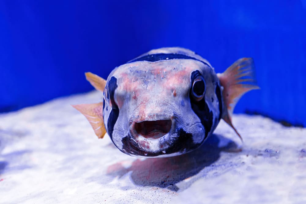 um peixe branco e preto em um auario